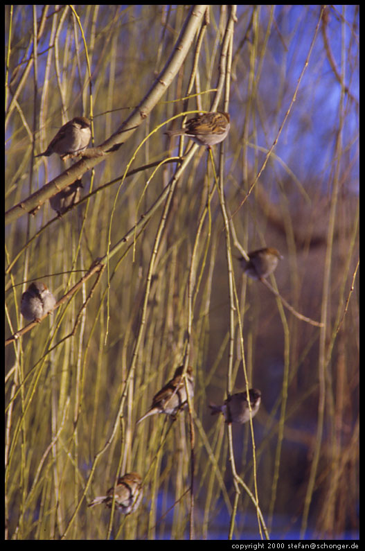 Birds, Boston Common, 2000